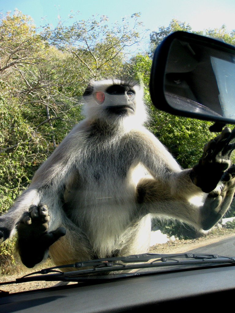 Assault by monkey on hood of car
