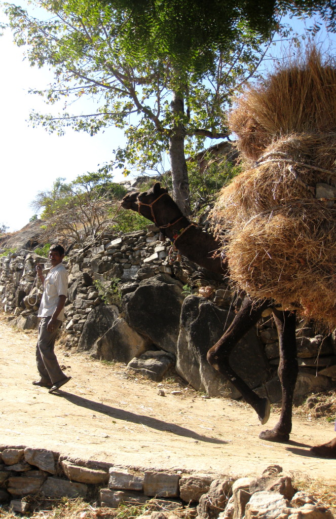 camel with load