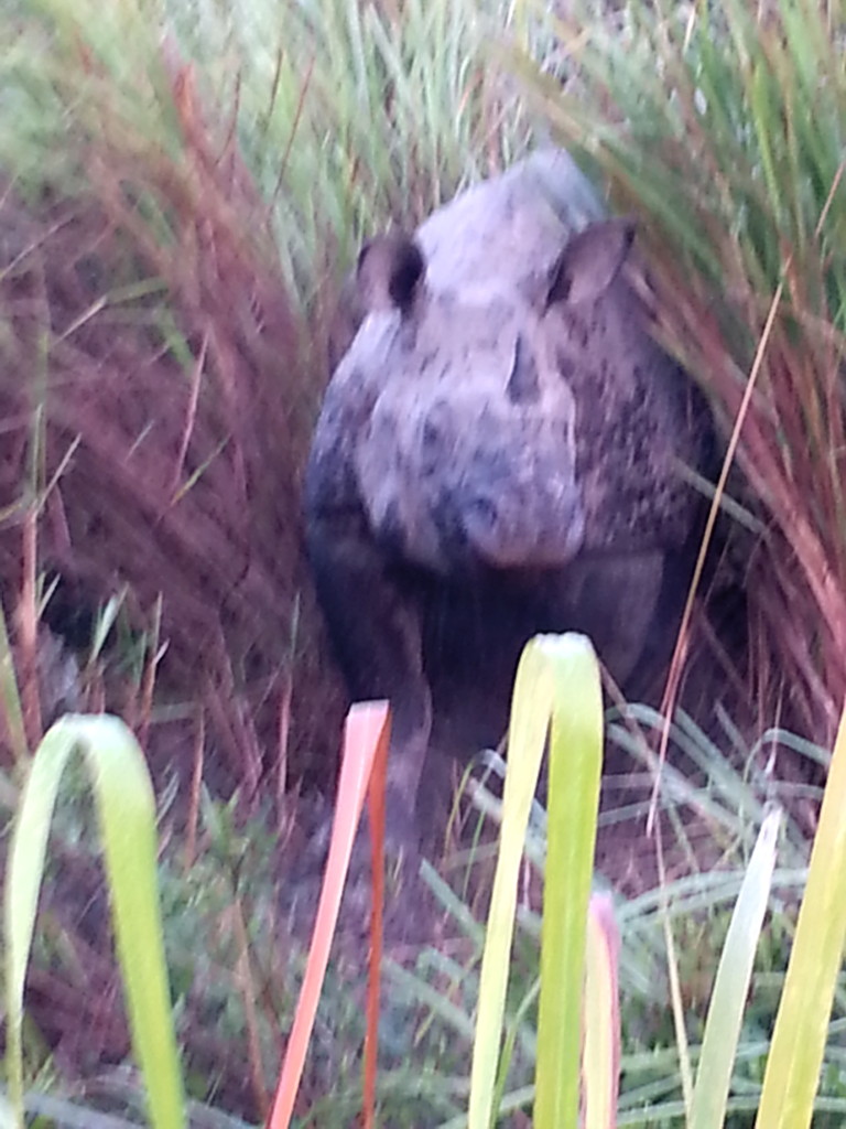 Charging Rhino at Kaziranga