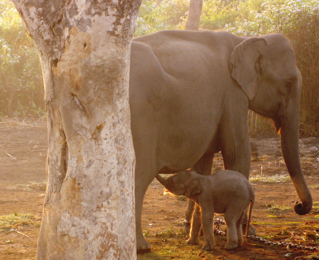 Domesticated elephants