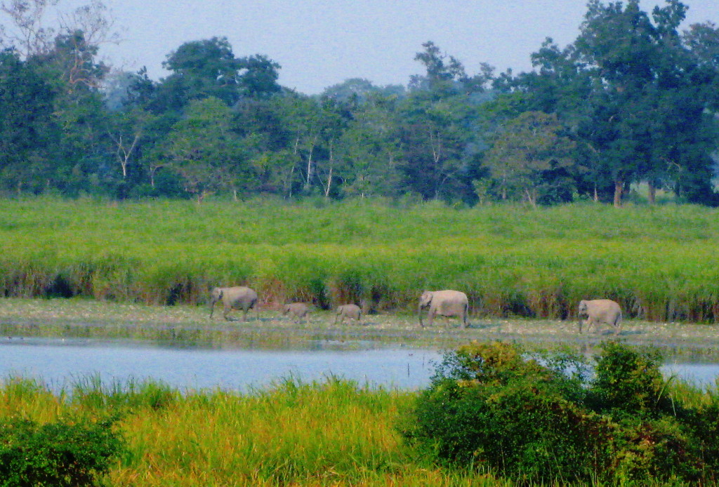 Family of wild elephants