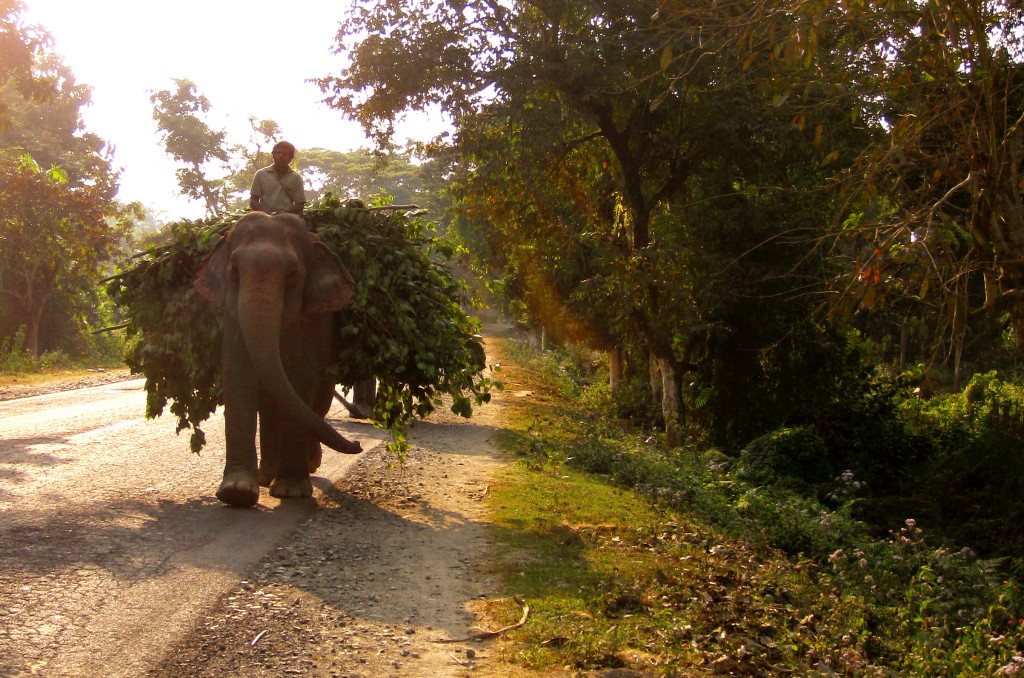 elephantsontheroad