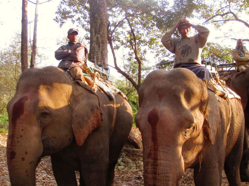 Mahouts at Manas who's elephants have red "third eye"