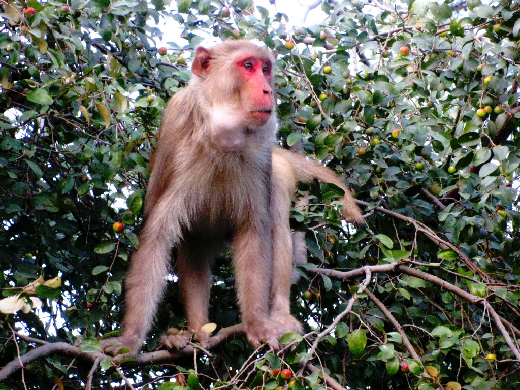 rhesus monkey bharatpur