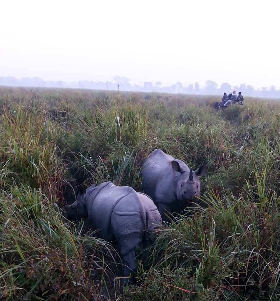 Rhino hiding in Elephant Grass