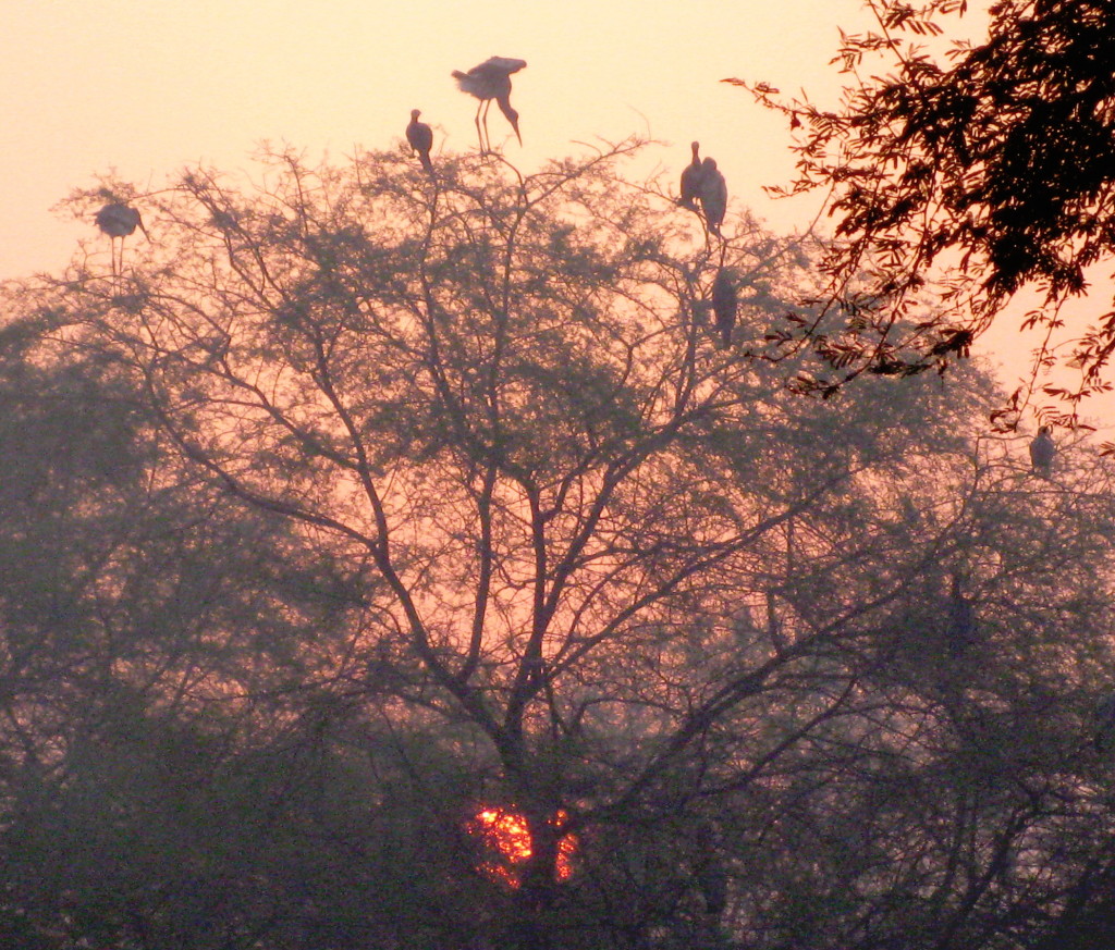 storksbharatpur