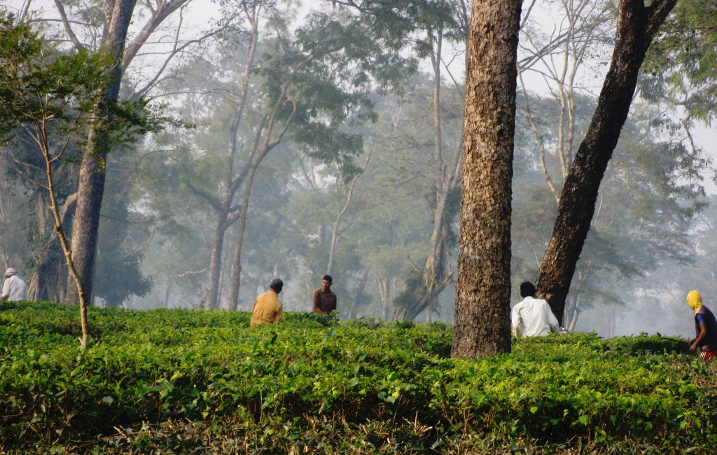 Tea Garden