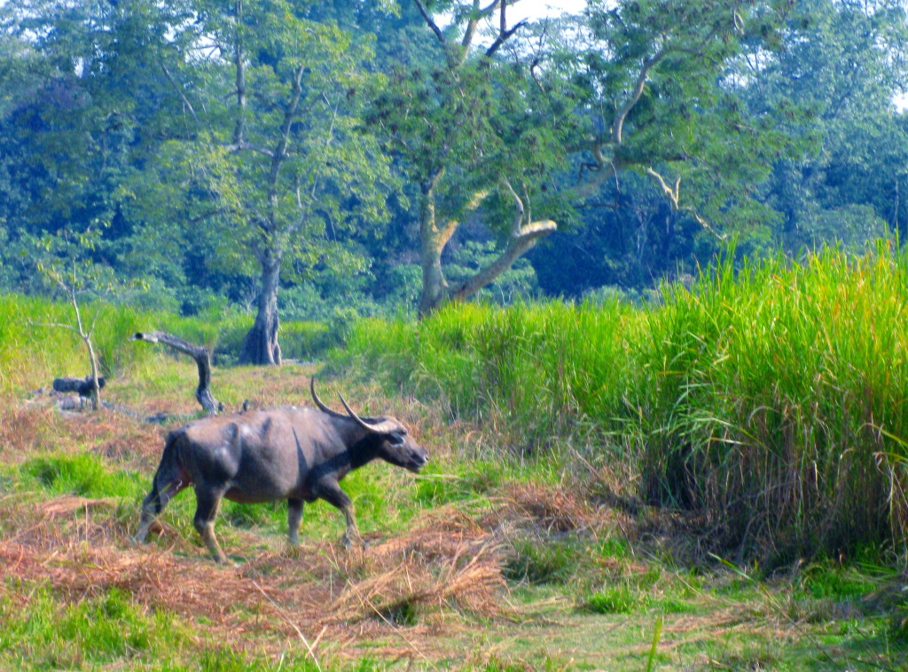 Water buffalo crossing in elephant grass opening