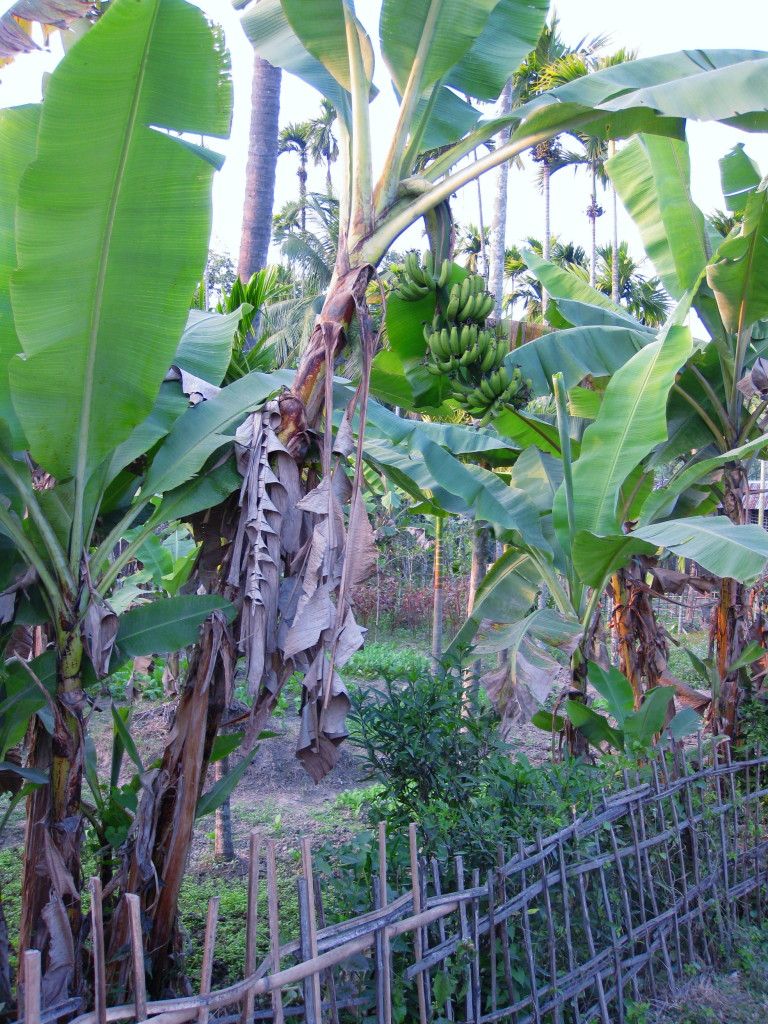 Banana palms
