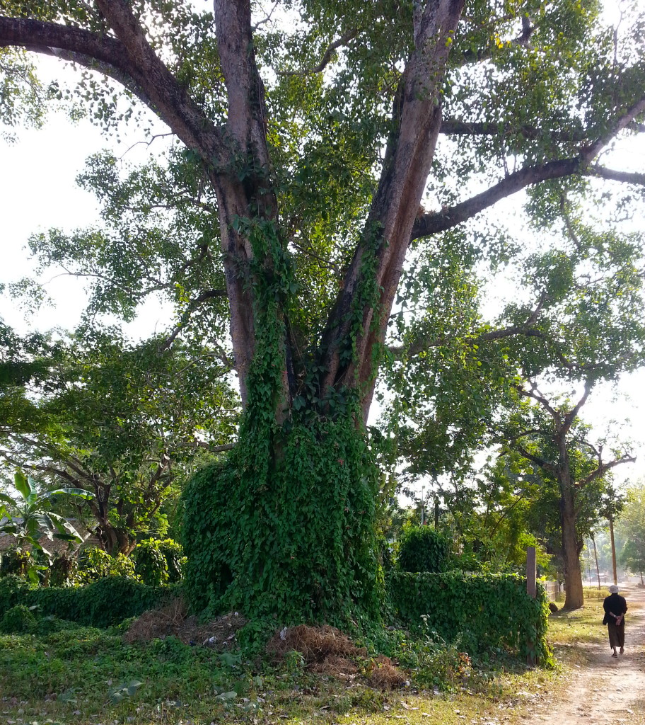 Banyan tree