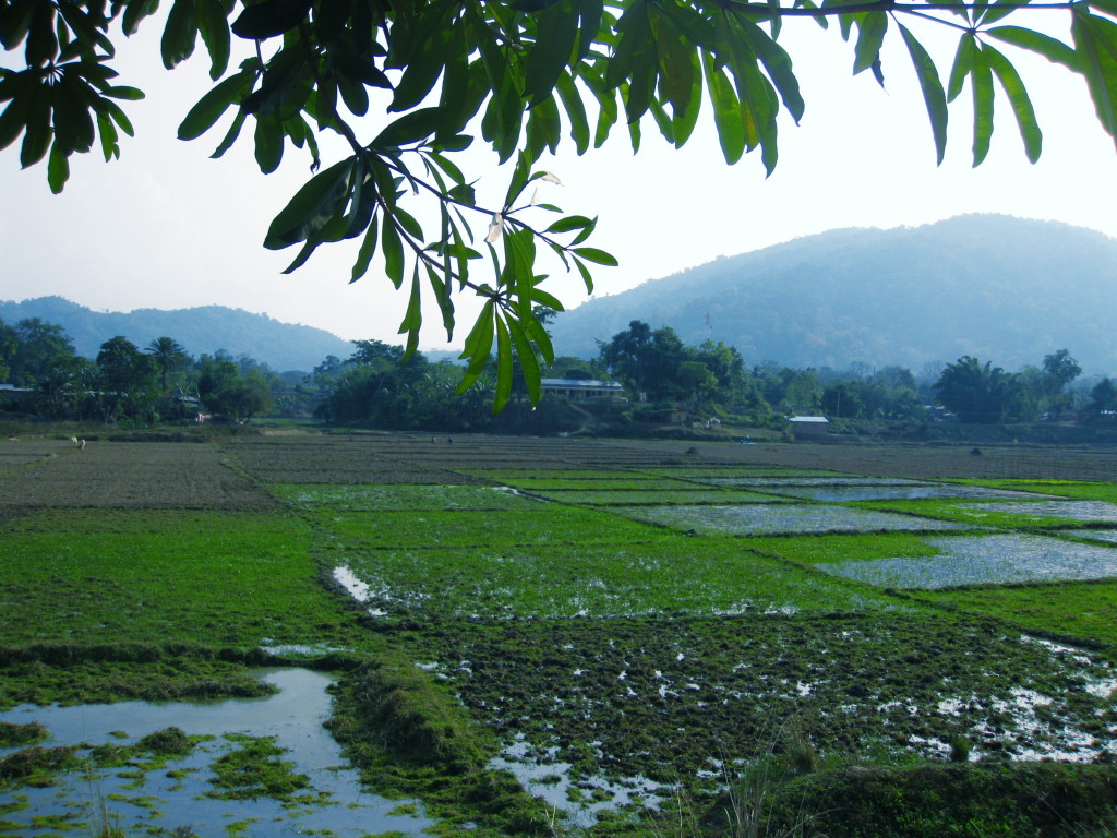 rice paddies