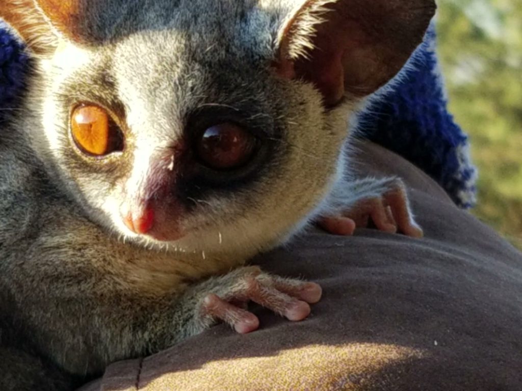 This image has an empty alt attribute; its file name is 20180819_bushbaby-elephant-sands-1024x768.jpg